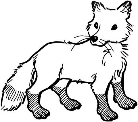 Red Fox With White Tip Tail Coloring Page